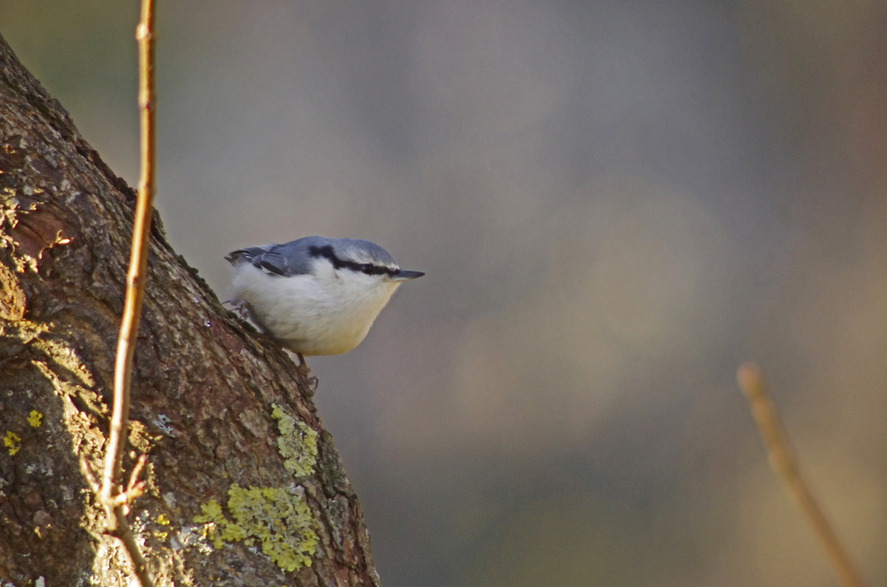 Wood Nuthatch