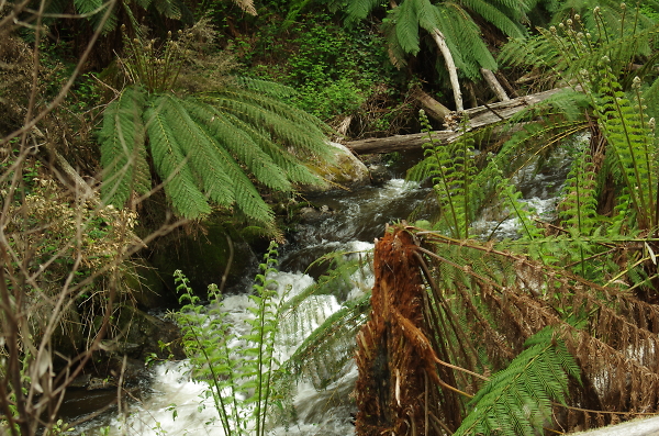 A hidden creek