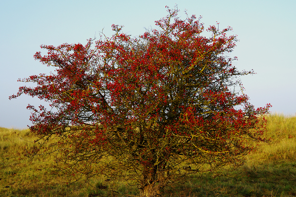 Berry Red