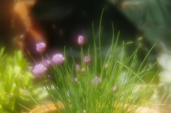 Blossoming Chives