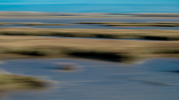 Estuary Salt Marsh