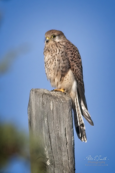 Female Kestrel