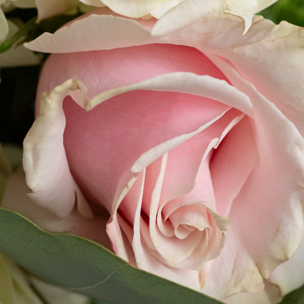 La Rose en Vie