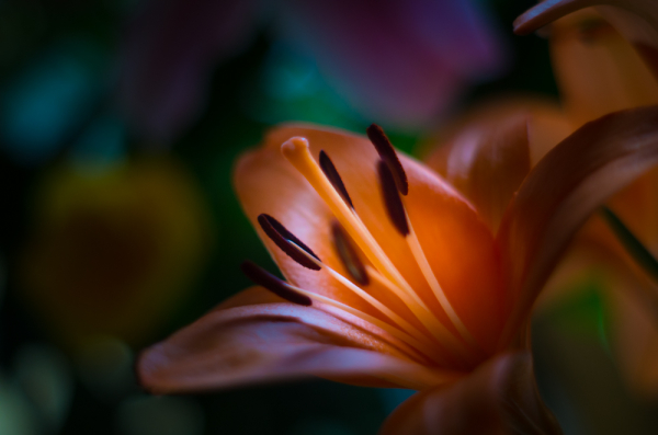 Orange Lily