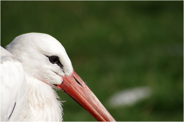 Portrait of a Stork