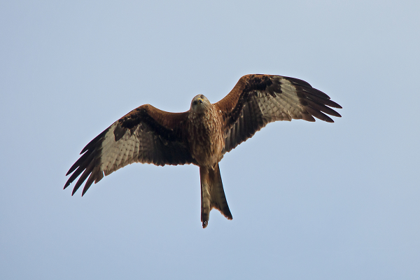 Red Kite