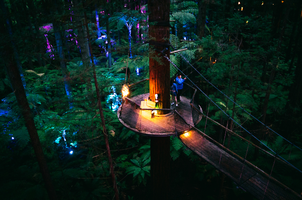 Redwoods by Night