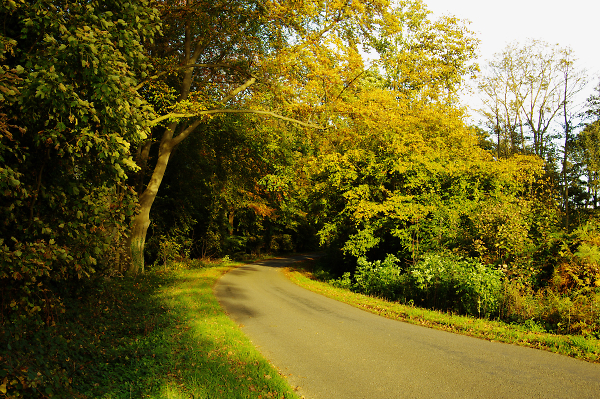 The Lane
