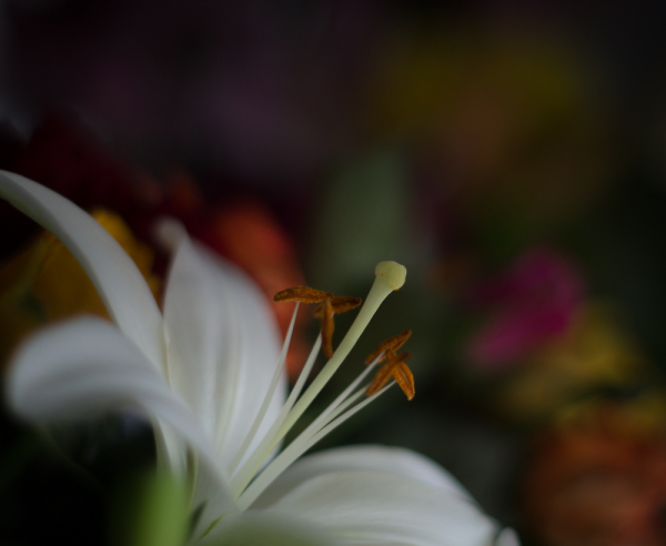 White Lily.