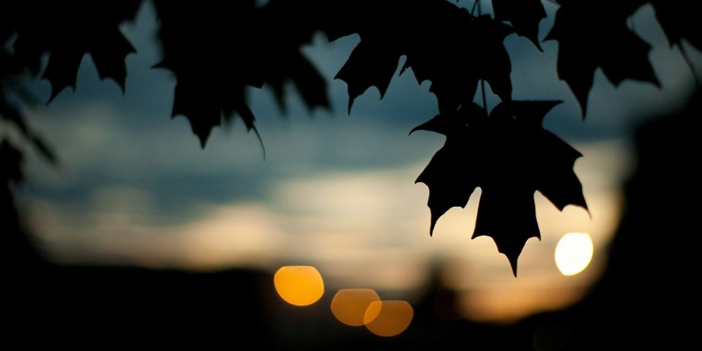 Leaf from a tree