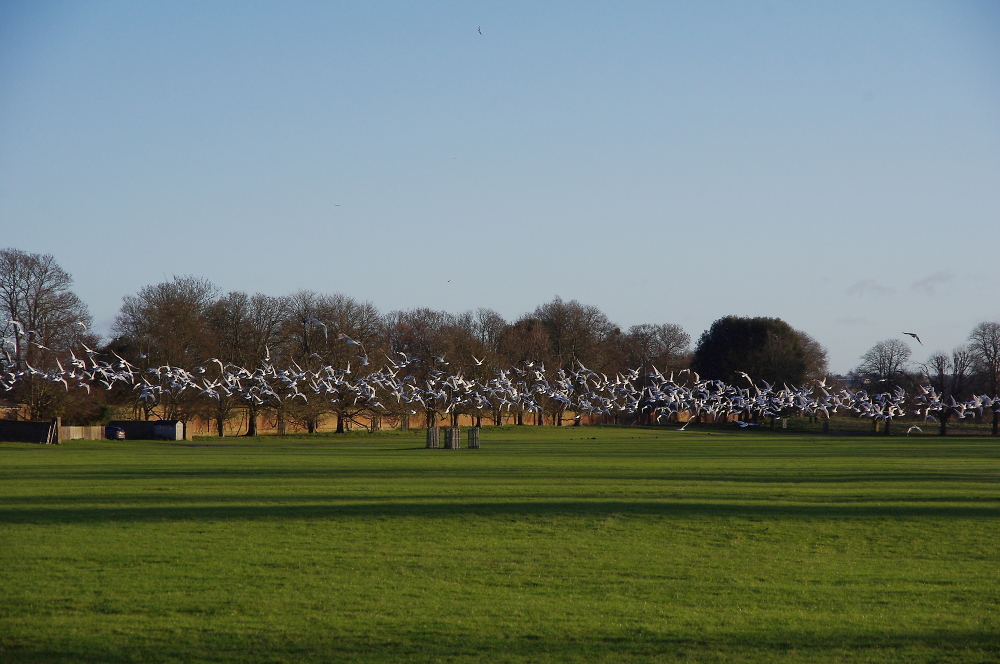 Seagulls over Home Park