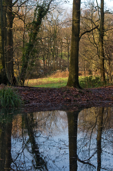A Woodland Pool