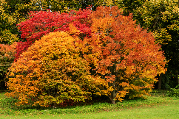 Batsford Autumn Leaves