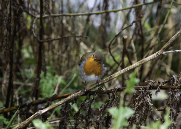 Cheeky Robin at Thrybergh Country Park