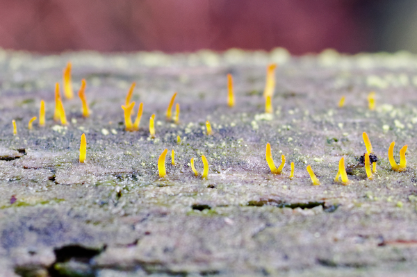 Fungus Finger Forest