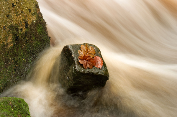 Leaves in The Flow - A second take