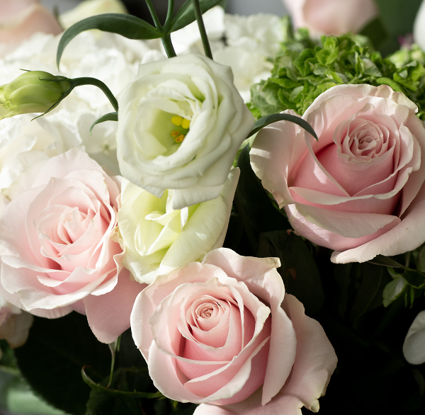 Pity Roses Don't Smell Anymore