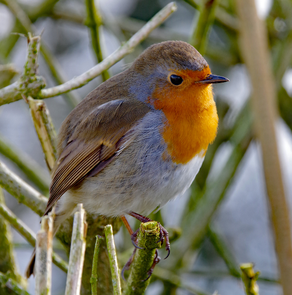 Robin