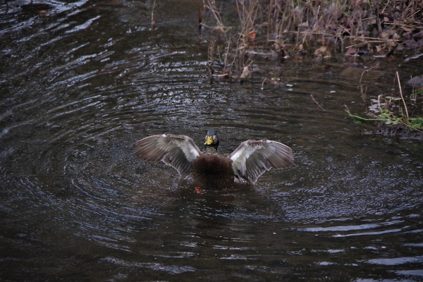 Spreading his wings