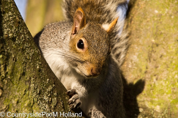 Squirrel