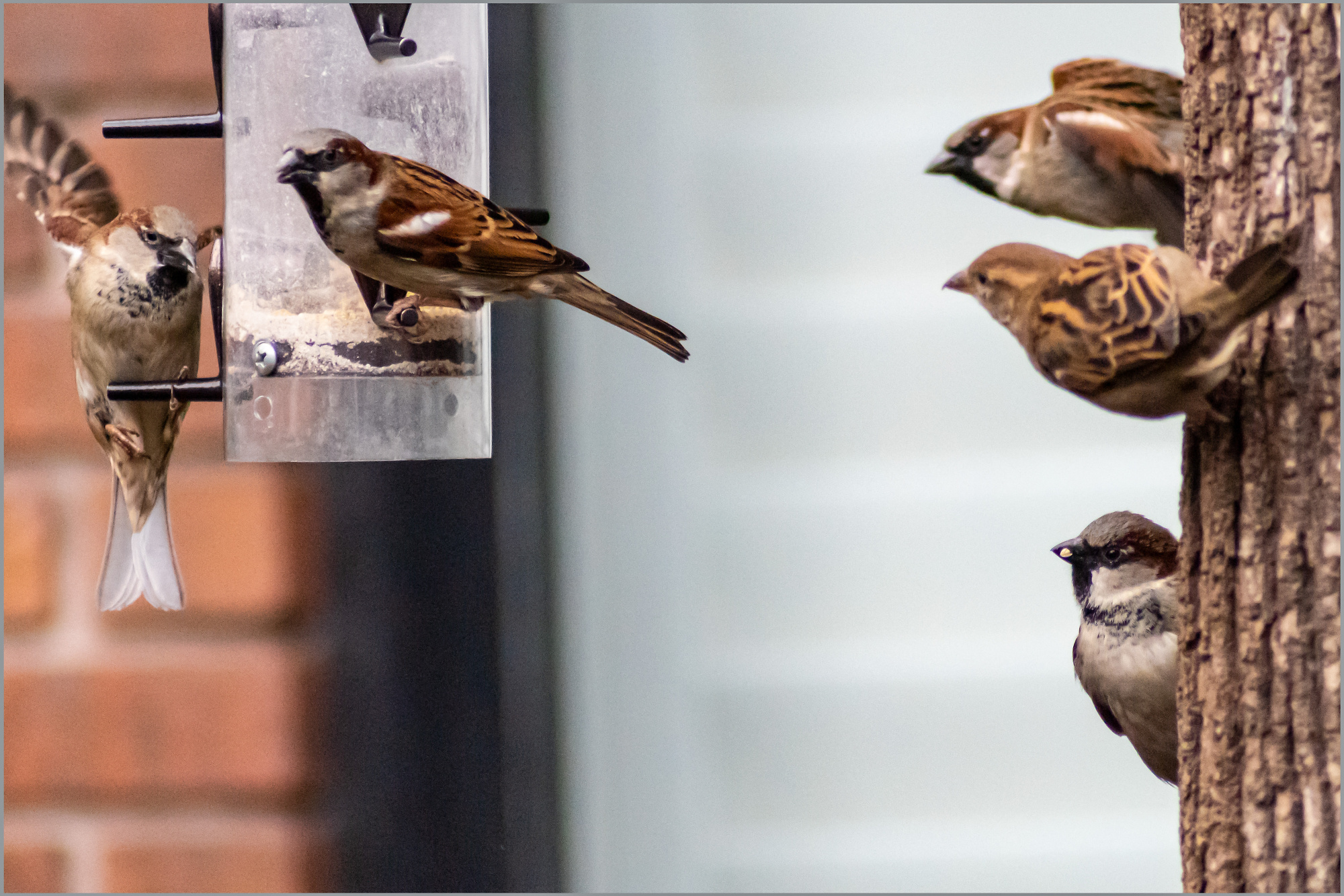 Impatience at the Bird Feeder