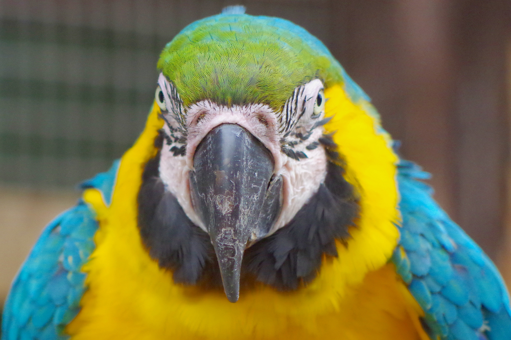 J'adore Macaw