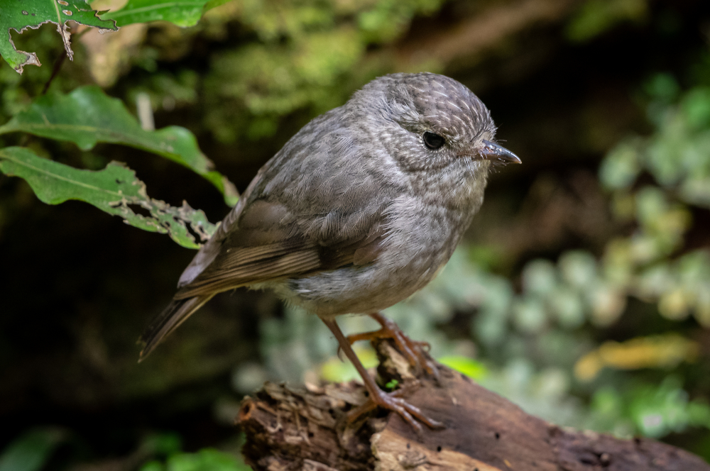 More from Kapiti Island