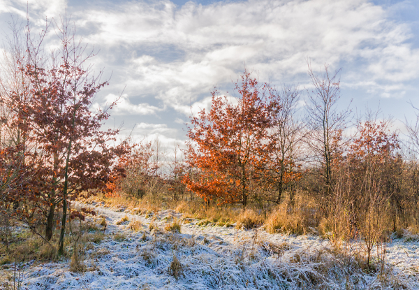 A Winters Walk.