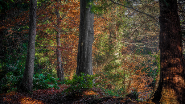 Autumn Light