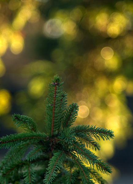 Fir Tree Bokeh