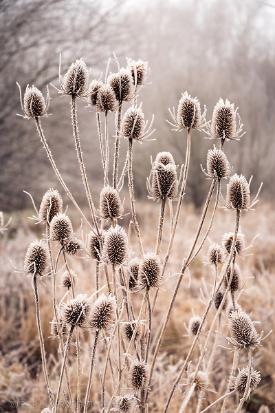 First frost
