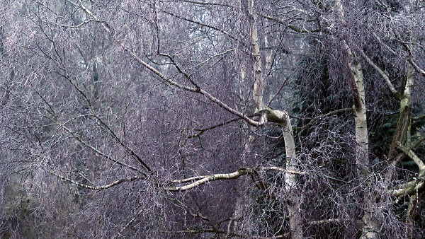 Frosty birch woods