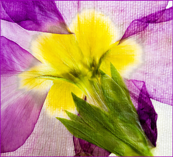 Primula, Dried