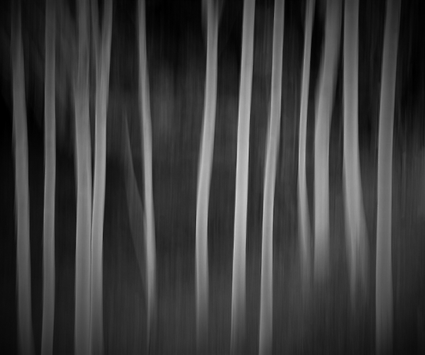 The wood for the Trees
