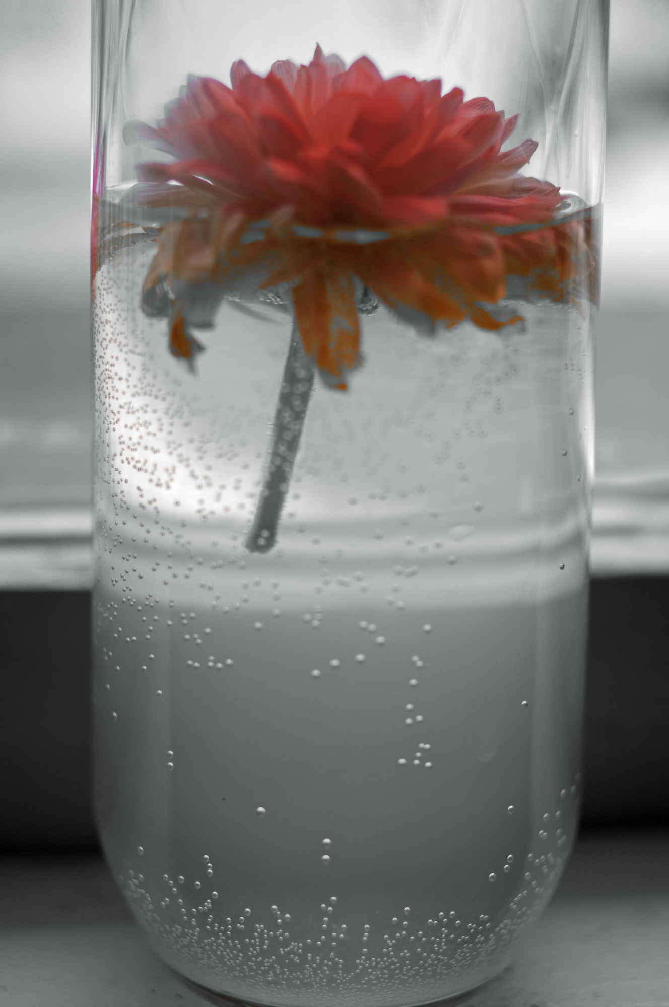 Flower Floating in Glass