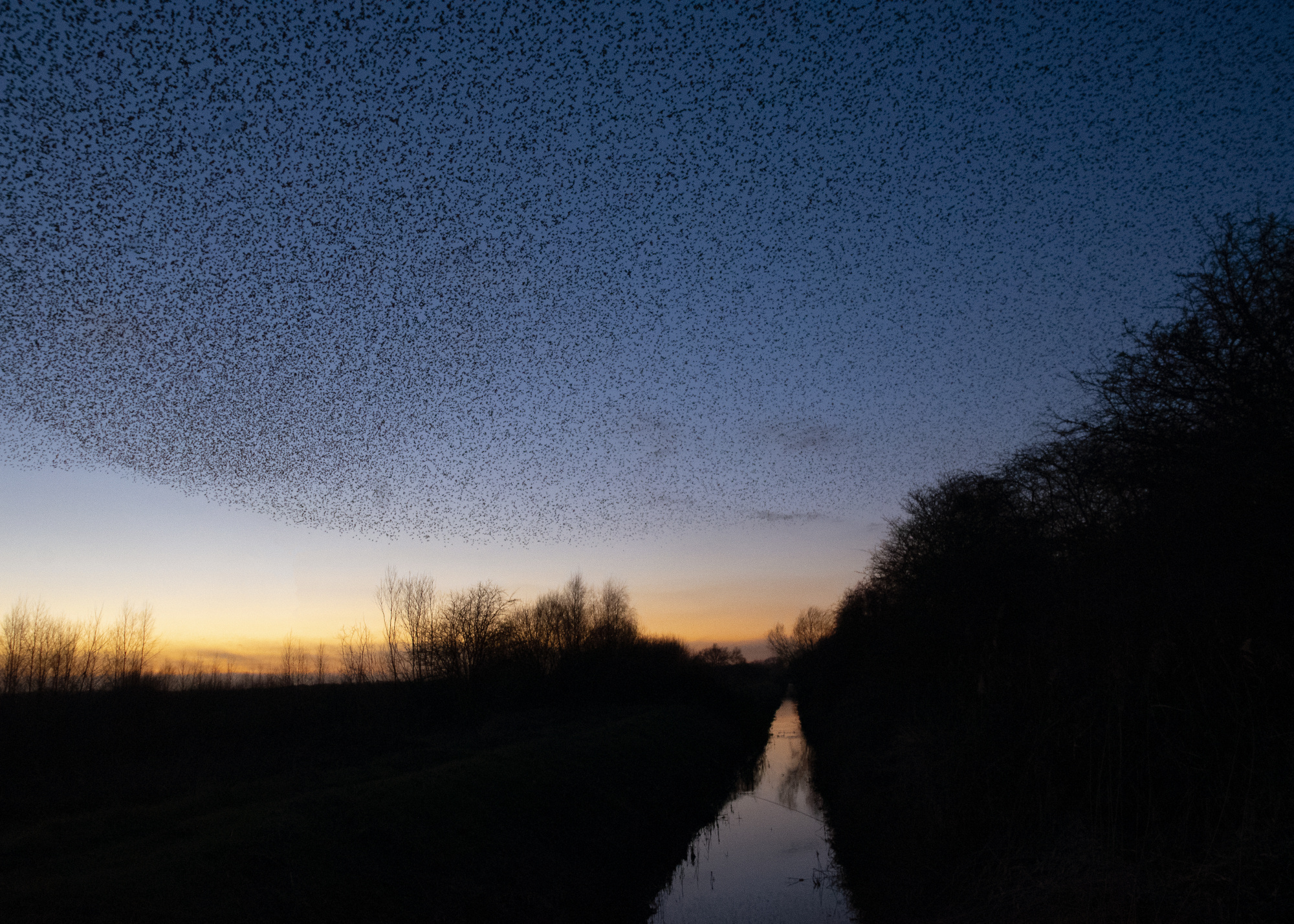 Starling Murmuration