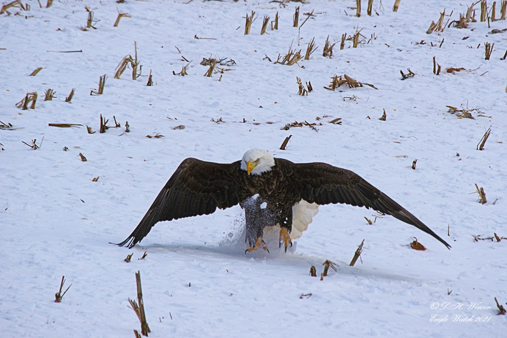 American Bald Eagle Landing
