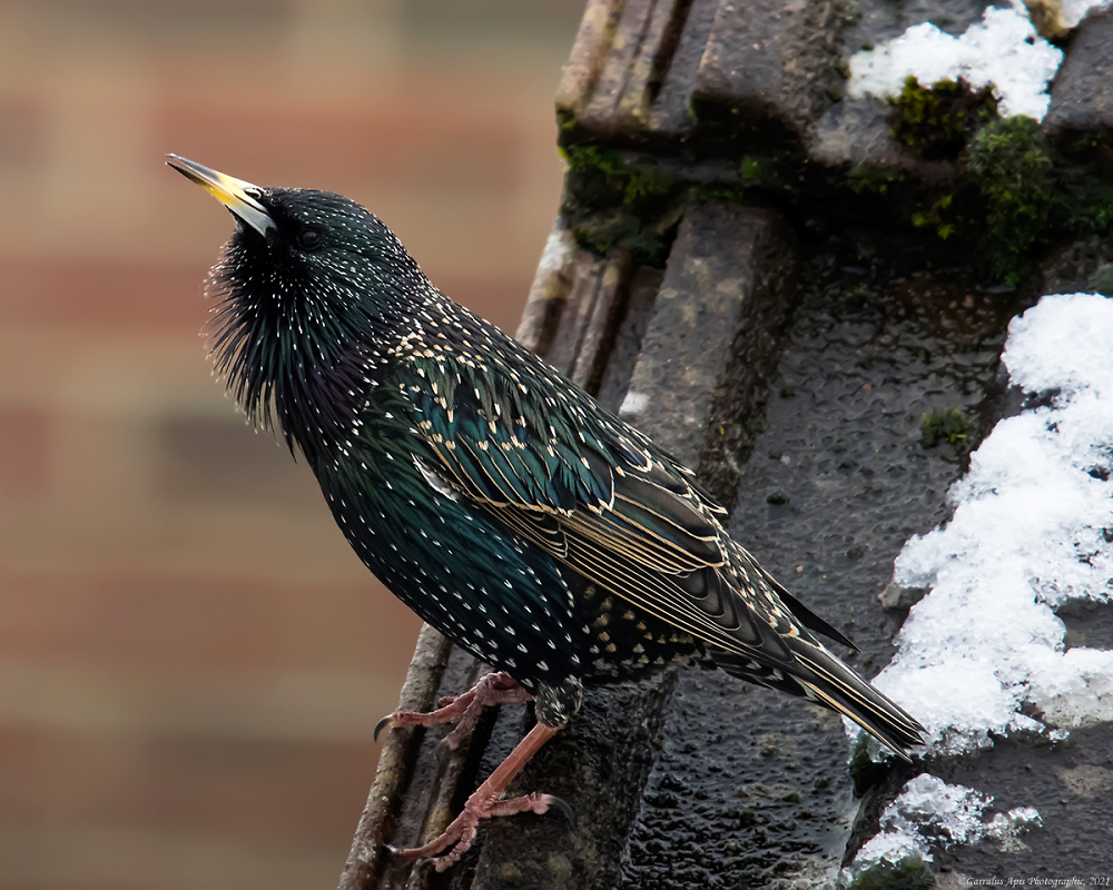 Stunning Starling (Sturnus vulgaris)