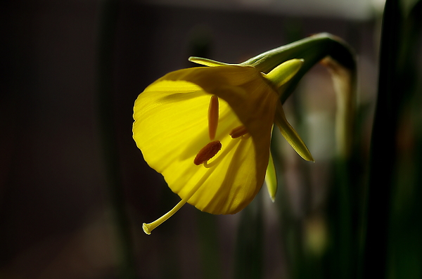 A rather strange daffodil