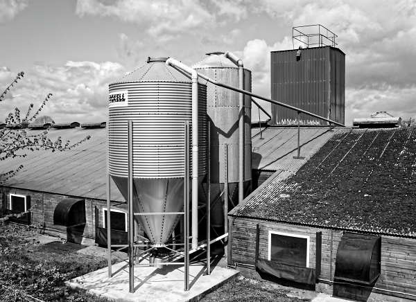 Chicken Raising Barn