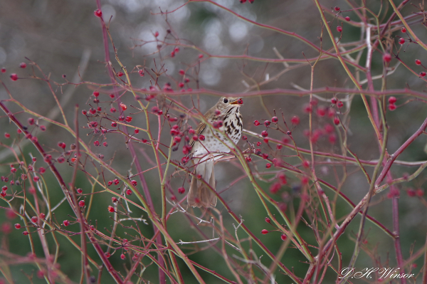 Feeding on a Berry