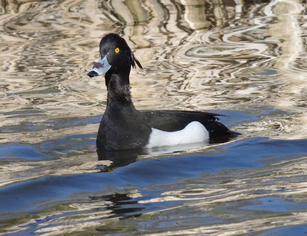 Goldeneye
