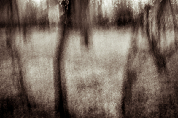 Into the woods