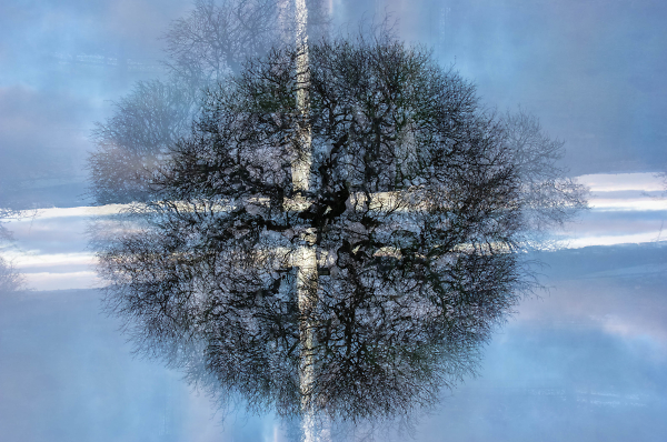 TreeFlag