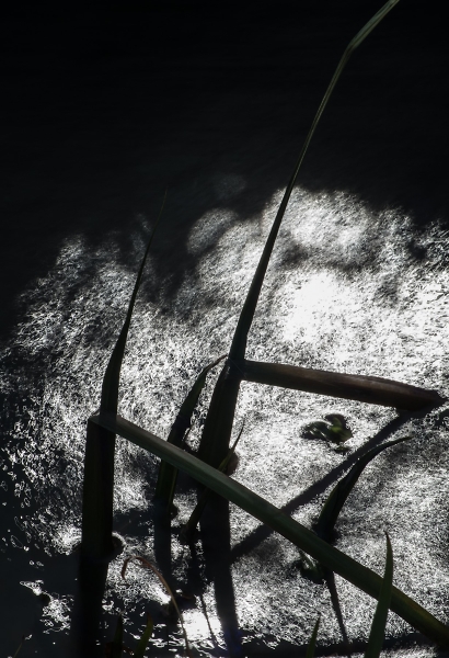 Waters Edge