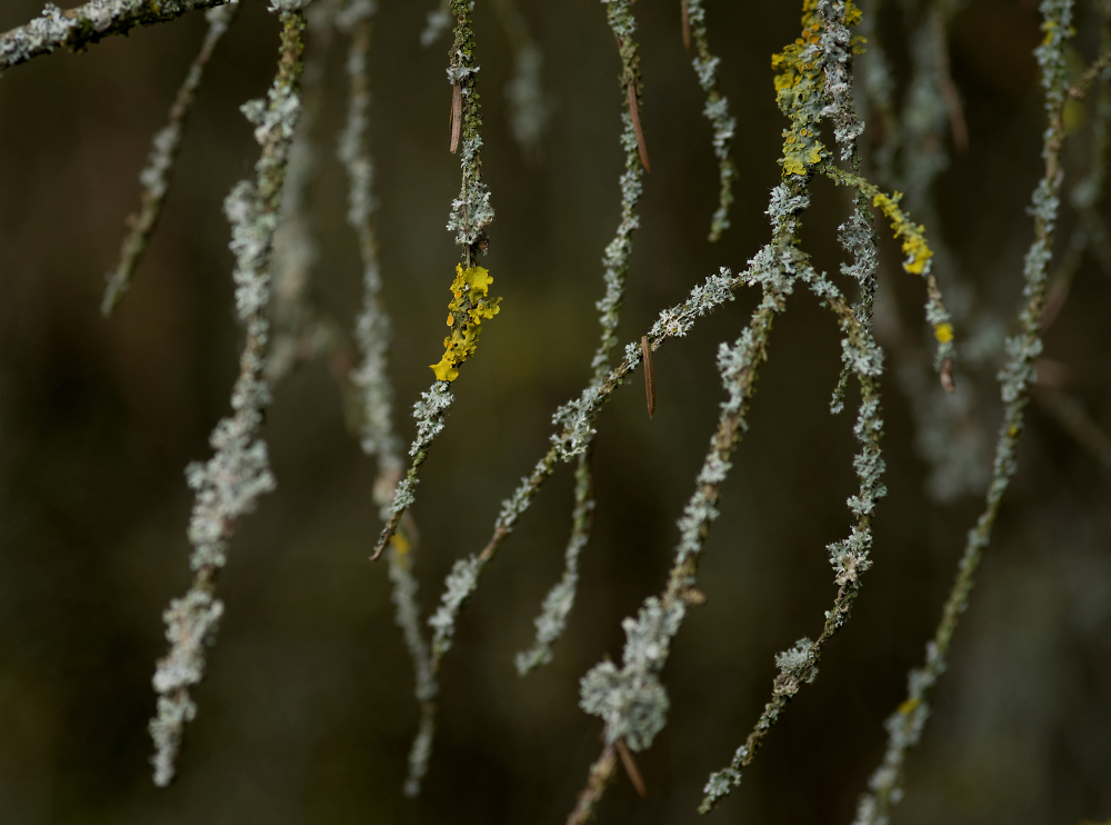 Lichen on Larch