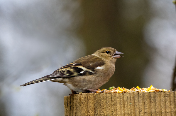 Chaffinch