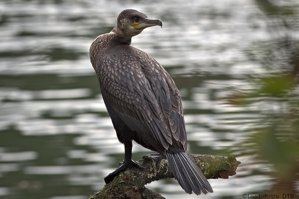 Cormorant.