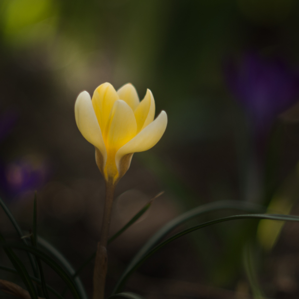 Crocus in the Sunlight.