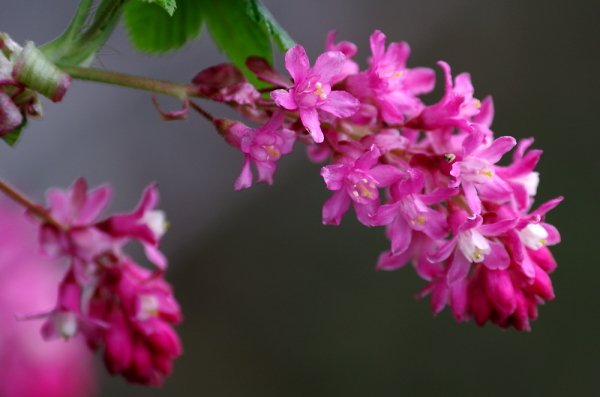 Early Spring Colour